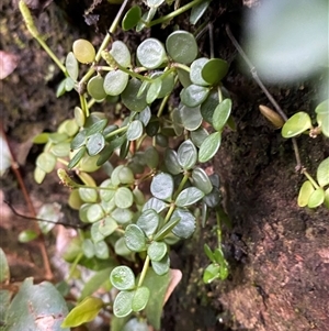 Peperomia tetraphylla at Never Never, NSW - 12 Sep 2024 05:11 PM