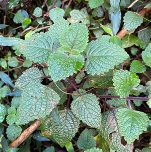 Coleus australis (Cockspur Flower) at Never Never, NSW - 12 Sep 2024 by Tapirlord