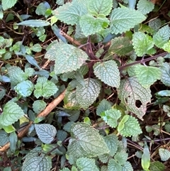 Coleus australis at Never Never, NSW - 12 Sep 2024 05:11 PM