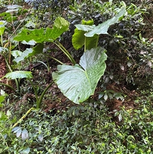 Alocasia brisbanensis (Cunjevoi, Spoon Lily) at Never Never, NSW - 12 Sep 2024 by Tapirlord