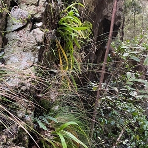 Cestichis reflexa at Never Never, NSW - suppressed