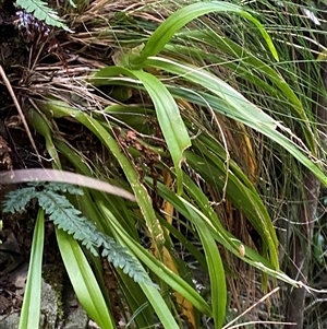 Cestichis reflexa at Never Never, NSW - suppressed