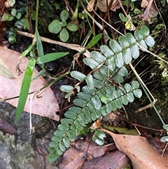 Pellaea nana (Dwarf Sickle Fern) at Never Never, NSW - 12 Sep 2024 by Tapirlord