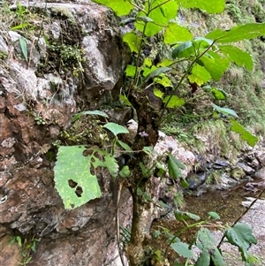 Dendrocnide excelsa at Never Never, NSW - 12 Sep 2024 05:05 PM