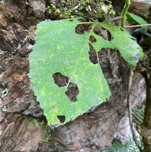 Dendrocnide excelsa at Never Never, NSW - 12 Sep 2024 05:05 PM