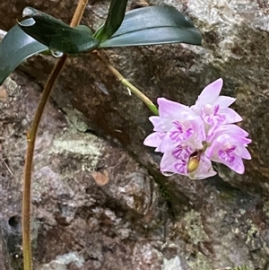 Dendrobium kingianum at Never Never, NSW - suppressed