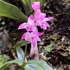 Dendrobium kingianum at Never Never, NSW - suppressed