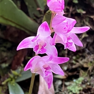 Dendrobium kingianum at Never Never, NSW - suppressed