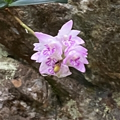 Dendrobium kingianum at Never Never, NSW - suppressed