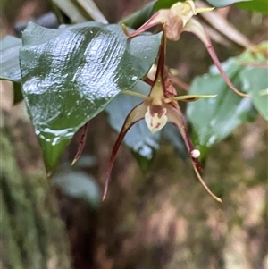 Dendrobium tetragonum at Never Never, NSW - suppressed