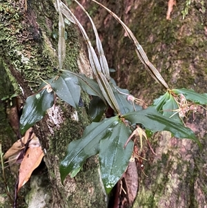 Dendrobium tetragonum at Never Never, NSW - suppressed