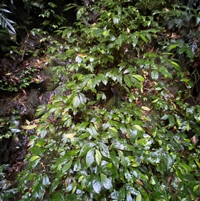 Elatostema reticulatum (Rainforest Spinach) at Never Never, NSW - 12 Sep 2024 by Tapirlord