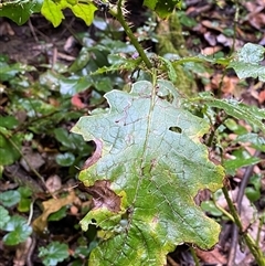 Solanum inaequilaterum (Gin's Whiskers) at Never Never, NSW - 12 Sep 2024 by Tapirlord