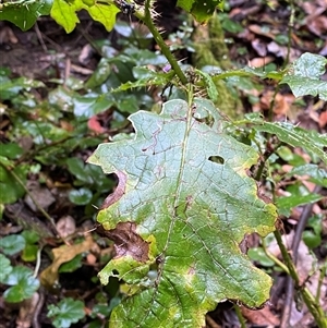 Solanum inaequilaterum at Never Never, NSW - 12 Sep 2024 04:32 PM