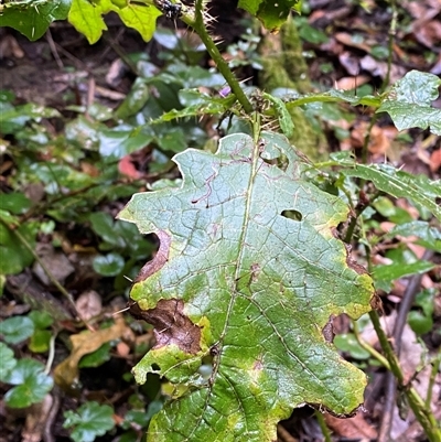 Solanum inaequilaterum (Gin's Whiskers) at Never Never, NSW - 12 Sep 2024 by Tapirlord