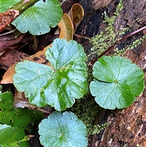 Hydrocotyle pedicellosa at Never Never, NSW - 12 Sep 2024 04:32 PM