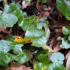 Hydrocotyle pedicellosa at Never Never, NSW - 12 Sep 2024 04:32 PM