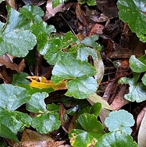 Hydrocotyle pedicellosa at Never Never, NSW - 12 Sep 2024 04:32 PM