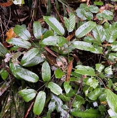 Rubus nebulosus (A Native Raspberry) at Never Never, NSW - 12 Sep 2024 by Tapirlord