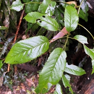 Rubus nebulosus at Never Never, NSW - 12 Sep 2024 04:32 PM