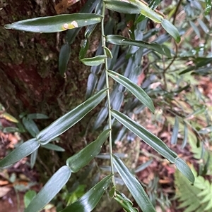 Pothos longipes at Never Never, NSW - 12 Sep 2024 04:28 PM