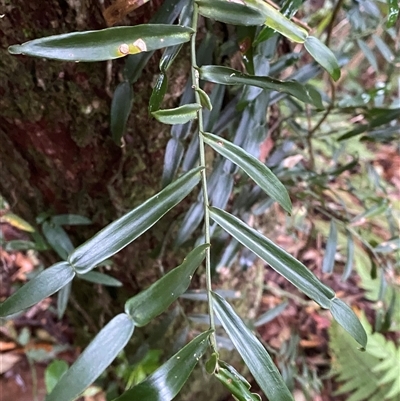 Pothos longipes (Candle Vine) at Never Never, NSW - 12 Sep 2024 by Tapirlord