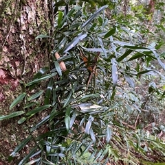 Pothos longipes at Never Never, NSW - 12 Sep 2024 04:28 PM