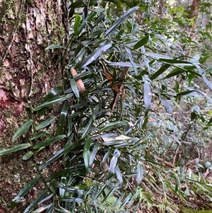 Pothos longipes at Never Never, NSW - 12 Sep 2024 04:28 PM