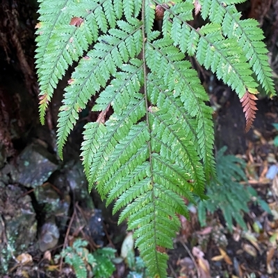 Lastreopsis microsora (Creeping Shield Fern) at Never Never, NSW - 12 Sep 2024 by Tapirlord