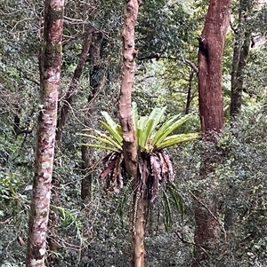 Asplenium australasicum at Never Never, NSW - suppressed