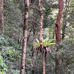 Asplenium australasicum at Never Never, NSW - suppressed