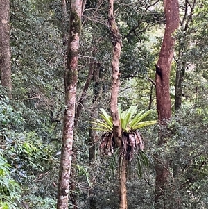 Asplenium australasicum at Never Never, NSW - suppressed