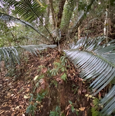 Lepidozamia peroffskyana (Pineapple Zamia) at Never Never, NSW - 12 Sep 2024 by Tapirlord