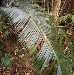 Lepidozamia peroffskyana at Never Never, NSW - suppressed