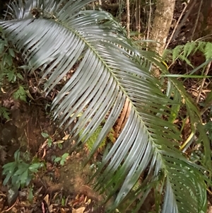 Lepidozamia peroffskyana at Never Never, NSW - suppressed