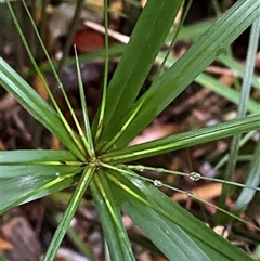 Cyperus filipes at Never Never, NSW - 12 Sep 2024 by Tapirlord