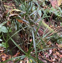 Cyperus filipes at Never Never, NSW - 12 Sep 2024 04:26 PM