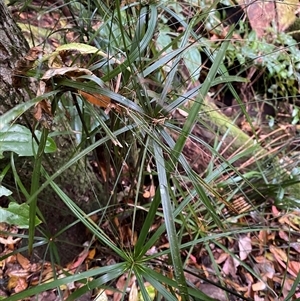 Cyperus filipes at Never Never, NSW - 12 Sep 2024 04:26 PM