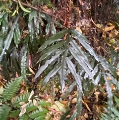 Blechnum patersonii subsp. queenslandicum at Never Never, NSW - 12 Sep 2024 by Tapirlord