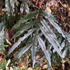 Blechnum patersonii subsp. queenslandicum at Never Never, NSW - 12 Sep 2024 04:22 PM