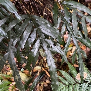 Blechnum patersonii subsp. queenslandicum at Never Never, NSW - 12 Sep 2024 04:22 PM