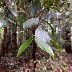 Trochocarpa laurina (Axebreaker) at Never Never, NSW - 12 Sep 2024 by Tapirlord