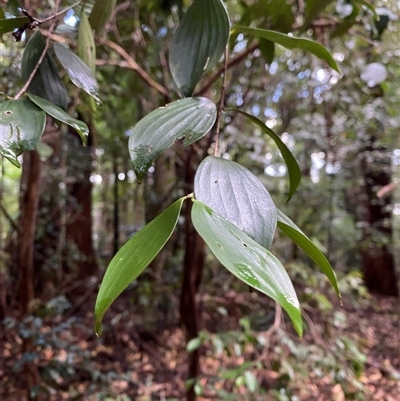 Trochocarpa laurina (Axebreaker) at Never Never, NSW - 12 Sep 2024 by Tapirlord