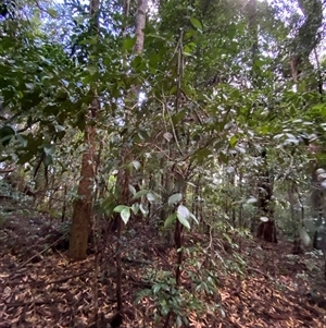 Trochocarpa laurina at Never Never, NSW - 12 Sep 2024 04:17 PM