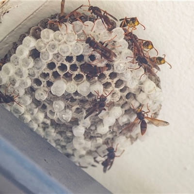 Polistes (Polistella) humilis (Common Paper Wasp) at Higgins, ACT - 24 Feb 2025 by AlisonMilton