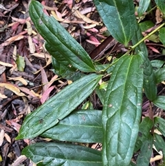 Ripogonun discolor (Prickly Supplejack) at Never Never, NSW - 12 Sep 2024 by Tapirlord