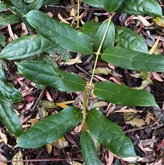 Ripogonun discolor at Never Never, NSW - 12 Sep 2024 04:17 PM