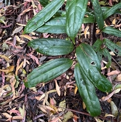 Ripogonun discolor at Never Never, NSW - 12 Sep 2024 04:17 PM
