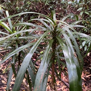 Cordyline stricta at Never Never, NSW - 12 Sep 2024 04:09 PM