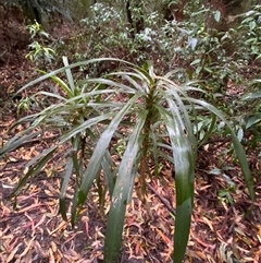 Cordyline stricta at Never Never, NSW - 12 Sep 2024 04:09 PM